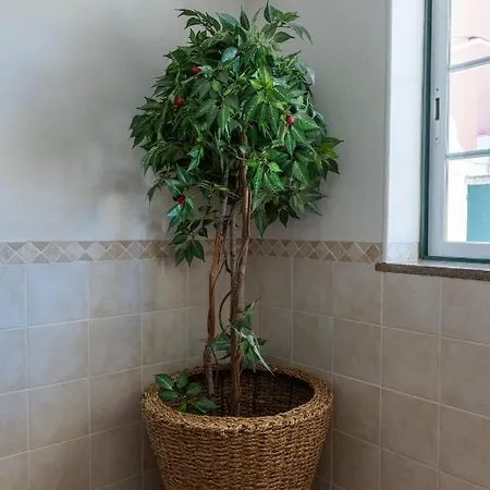 Проживание в семье Berlenga House *